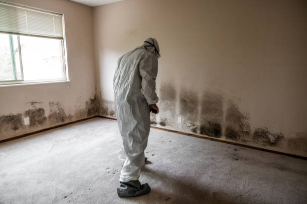 Best Environmental Consulting for Mold Prevention  in Tioga, TX